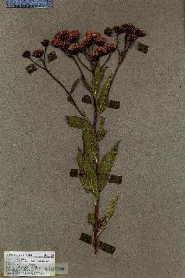 URN_catalog_HBHinton_herbarium_17400.jpg.jpg