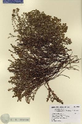 URN_catalog_HBHinton_herbarium_17321.jpg.jpg