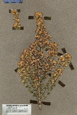 URN_catalog_HBHinton_herbarium_19846.jpg.jpg