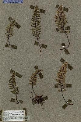 URN_catalog_HBHinton_herbarium_17324.jpg.jpg