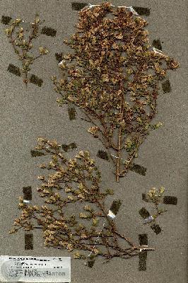URN_catalog_HBHinton_herbarium_19848.jpg.jpg