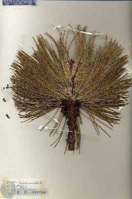 URN_catalog_HBHinton_herbarium_17325.jpg.jpg