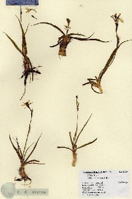 URN_catalog_HBHinton_herbarium_17364.jpg.jpg