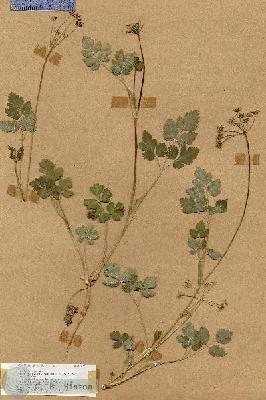 URN_catalog_HBHinton_herbarium_17379.jpg.jpg
