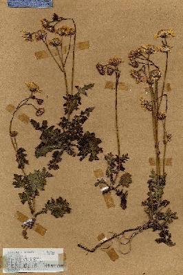 URN_catalog_HBHinton_herbarium_17411.jpg.jpg