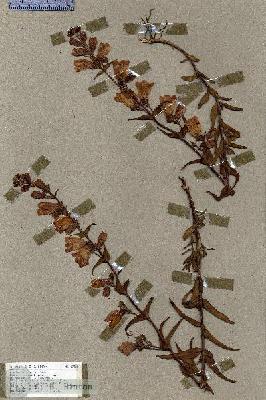 URN_catalog_HBHinton_herbarium_17385.jpg.jpg