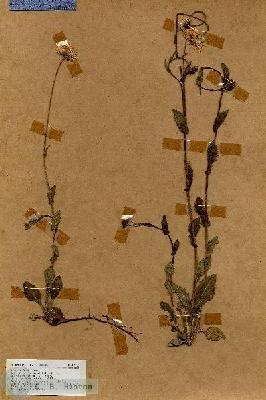 URN_catalog_HBHinton_herbarium_17415.jpg.jpg