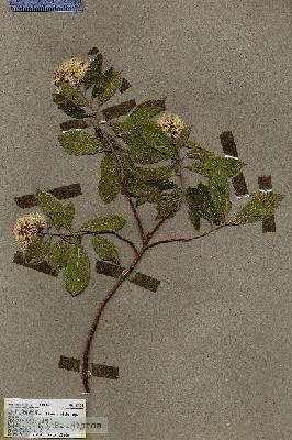 URN_catalog_HBHinton_herbarium_17424.jpg.jpg