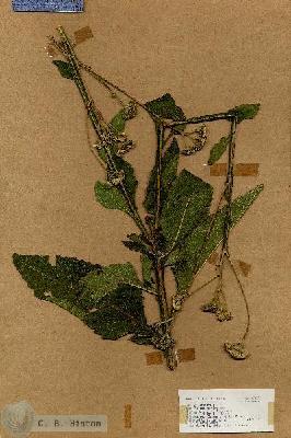 URN_catalog_HBHinton_herbarium_17425.jpg.jpg