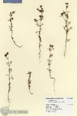 URN_catalog_HBHinton_herbarium_17447.jpg.jpg