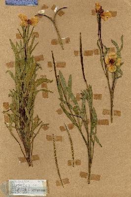URN_catalog_HBHinton_herbarium_17450.jpg.jpg