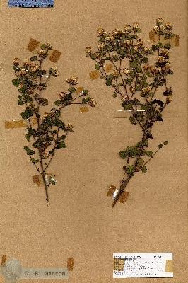 URN_catalog_HBHinton_herbarium_17471.jpg.jpg