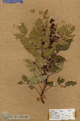 URN_catalog_HBHinton_herbarium_17495.jpg.jpg