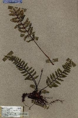 URN_catalog_HBHinton_herbarium_17496.jpg.jpg