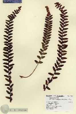URN_catalog_HBHinton_herbarium_17497.jpg.jpg