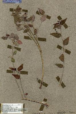 URN_catalog_HBHinton_herbarium_17510.jpg.jpg