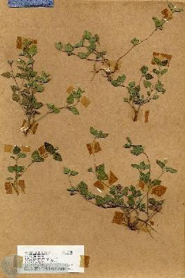 URN_catalog_HBHinton_herbarium_17525.jpg.jpg