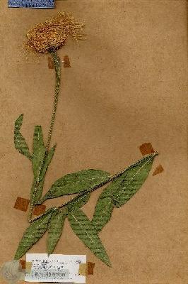 URN_catalog_HBHinton_herbarium_17532.jpg.jpg