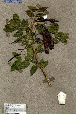 URN_catalog_HBHinton_herbarium_17538.jpg.jpg