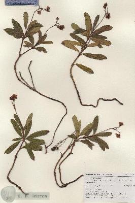 URN_catalog_HBHinton_herbarium_17542.jpg.jpg
