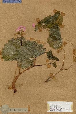 URN_catalog_HBHinton_herbarium_17670.jpg.jpg