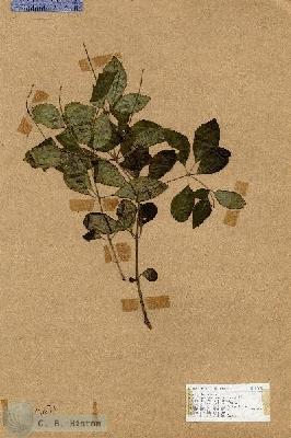 URN_catalog_HBHinton_herbarium_17671.jpg.jpg