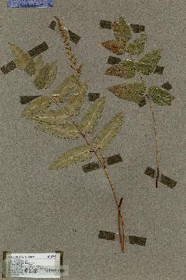 URN_catalog_HBHinton_herbarium_17709.jpg.jpg
