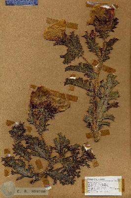 URN_catalog_HBHinton_herbarium_17676.jpg.jpg