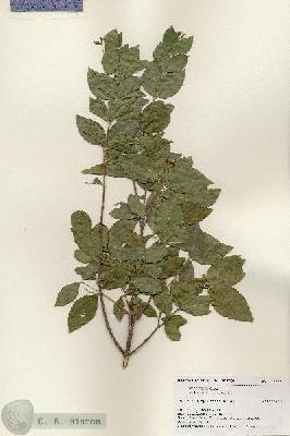 URN_catalog_HBHinton_herbarium_17678.jpg.jpg