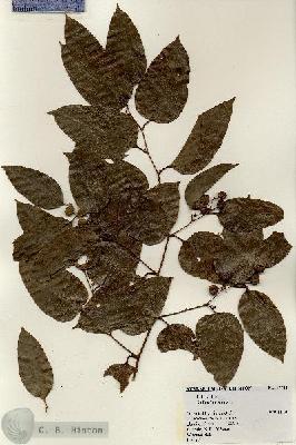 URN_catalog_HBHinton_herbarium_17711.jpg.jpg