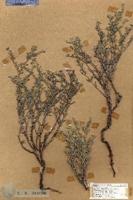 URN_catalog_HBHinton_herbarium_17691.jpg.jpg