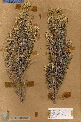 URN_catalog_HBHinton_herbarium_17713.jpg.jpg