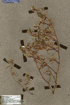 URN_catalog_HBHinton_herbarium_17694.jpg.jpg