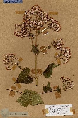 URN_catalog_HBHinton_herbarium_17702.jpg.jpg