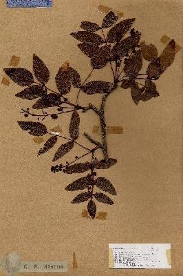 URN_catalog_HBHinton_herbarium_17721.jpg.jpg