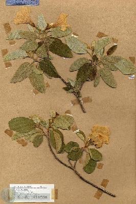 URN_catalog_HBHinton_herbarium_17737.jpg.jpg