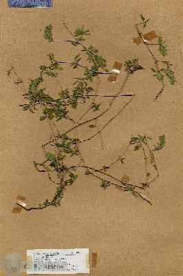 URN_catalog_HBHinton_herbarium_17740.jpg.jpg