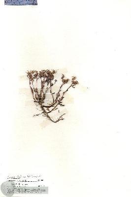 URN_catalog_HBHinton_herbarium_19890.jpg.jpg