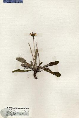 URN_catalog_HBHinton_herbarium_19891.jpg.jpg
