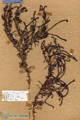 URN_catalog_HBHinton_herbarium_17813.jpg.jpg