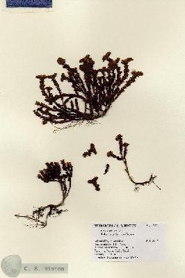URN_catalog_HBHinton_herbarium_17551.jpg.jpg