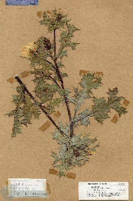 URN_catalog_HBHinton_herbarium_17555.jpg.jpg