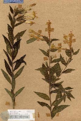 URN_catalog_HBHinton_herbarium_17566.jpg.jpg