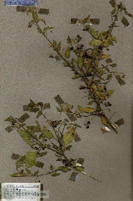 URN_catalog_HBHinton_herbarium_17607.jpg.jpg