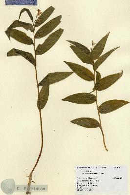 URN_catalog_HBHinton_herbarium_17577.jpg.jpg