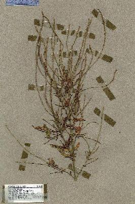 URN_catalog_HBHinton_herbarium_17609.jpg.jpg