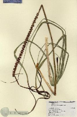 URN_catalog_HBHinton_herbarium_17581.jpg.jpg