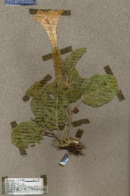 URN_catalog_HBHinton_herbarium_17610.jpg.jpg