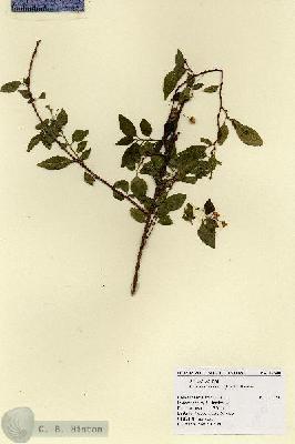 URN_catalog_HBHinton_herbarium_17588.jpg.jpg