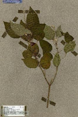 URN_catalog_HBHinton_herbarium_17597.jpg.jpg